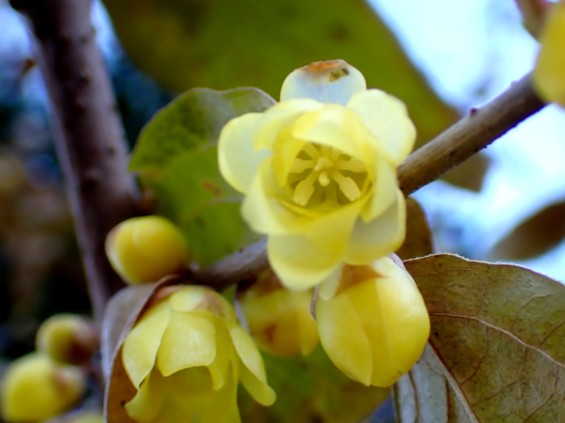 ソシンロウバイ の高画質写真です。横浜市で、2025年1月13日に撮影したものです。