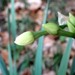 スイセン の高画質写真です。横浜市で、2025年1月3日に撮影したものです。