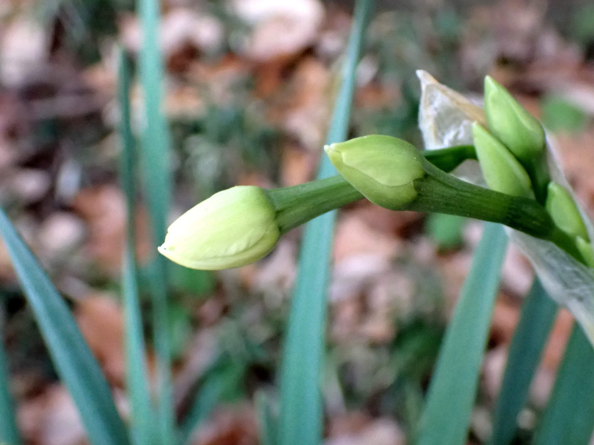 スイセン の高画質写真です。横浜市で、2025年1月3日に撮影したものです。
