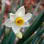 スイセン の高画質写真です。横浜市で、2025年1月20日に撮影したものです。