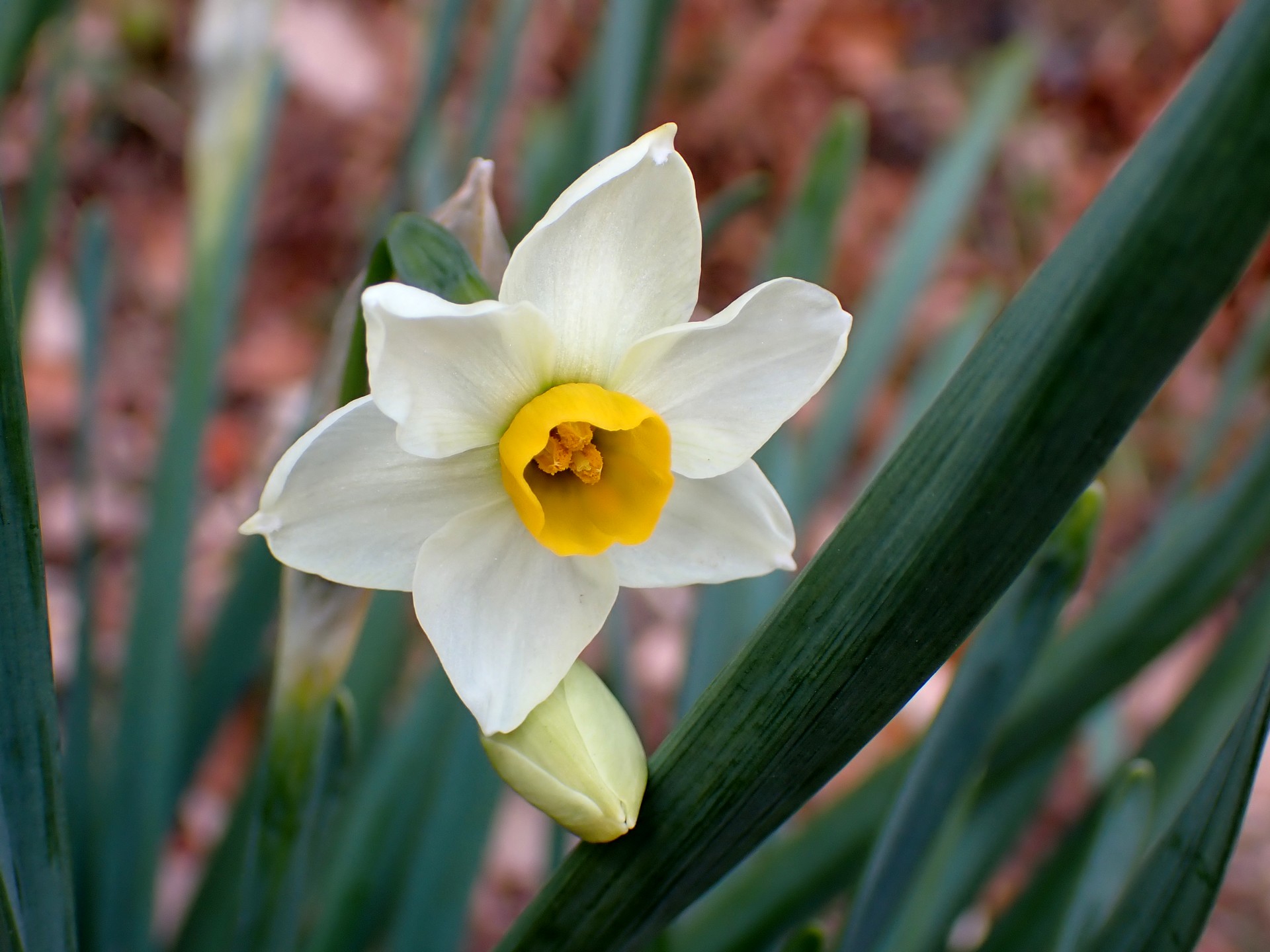 スイセン の高画質写真です。横浜市で、2025年1月20日に撮影したものです。