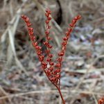 タコノアシ の高画質写真です。横浜市で、2025年1月11日に撮影したものです。