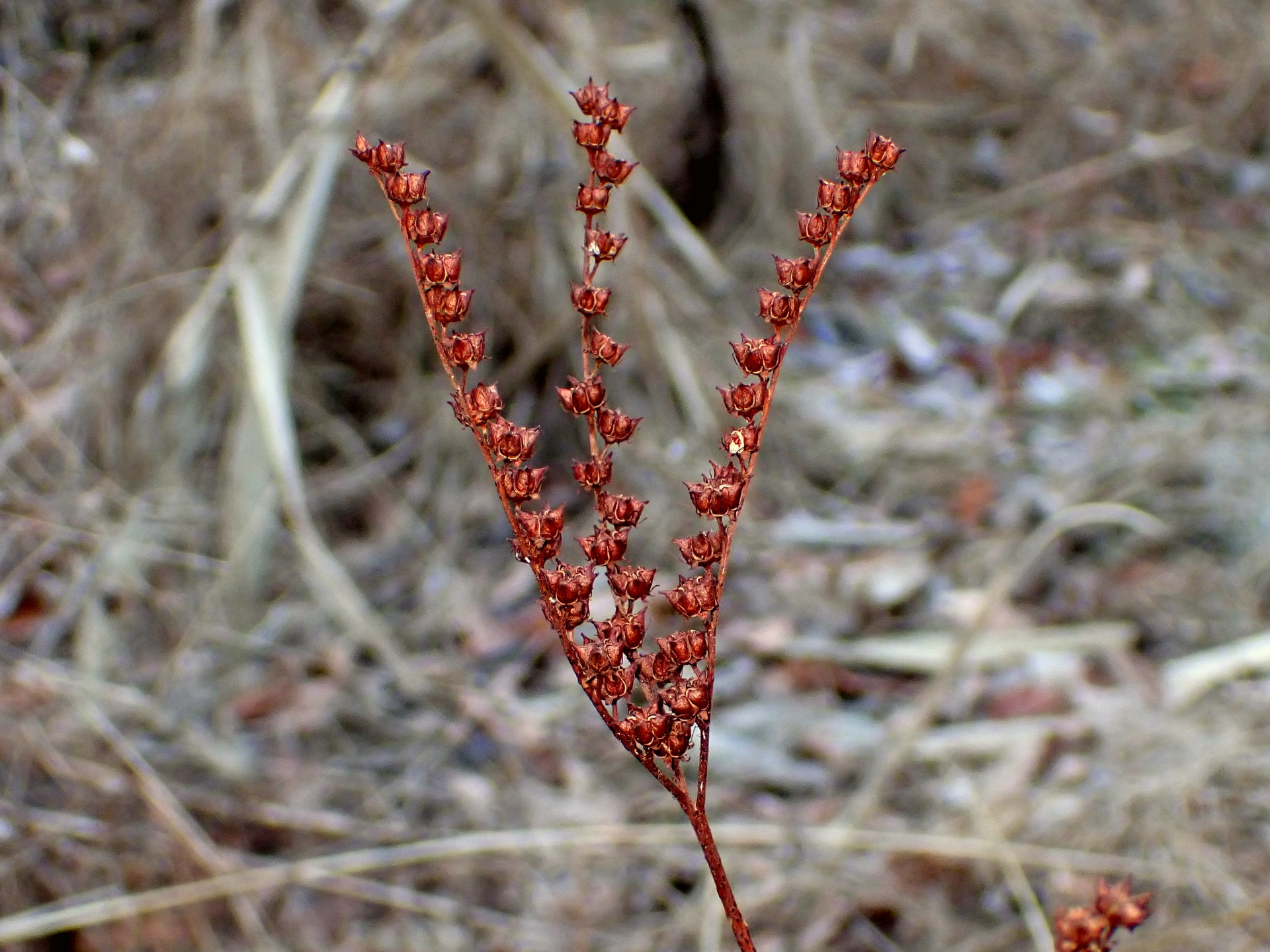 タコノアシ の高画質写真です。横浜市で、2025年1月11日に撮影したものです。