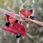 トキリマメ の高画質写真です。横浜市で、2025年1月14日に撮影したものです。