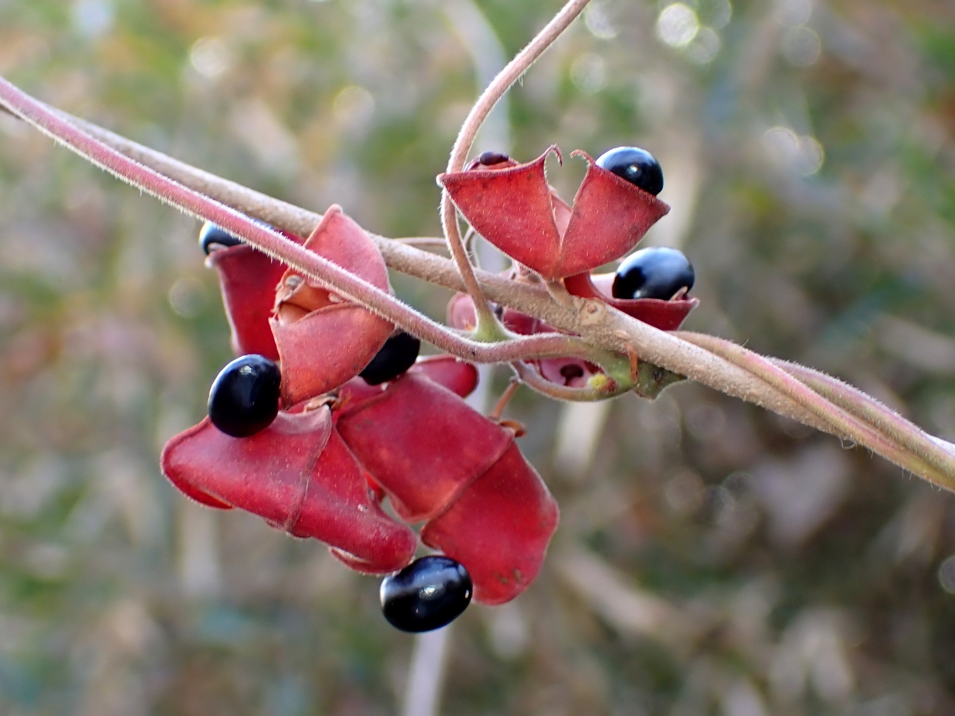 トキリマメ の高画質写真です。横浜市で、2025年1月14日に撮影したものです。