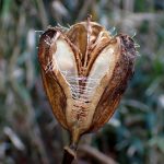 ウバユリ の高画質写真です。横浜市で、2025年1月17日に撮影したものです。