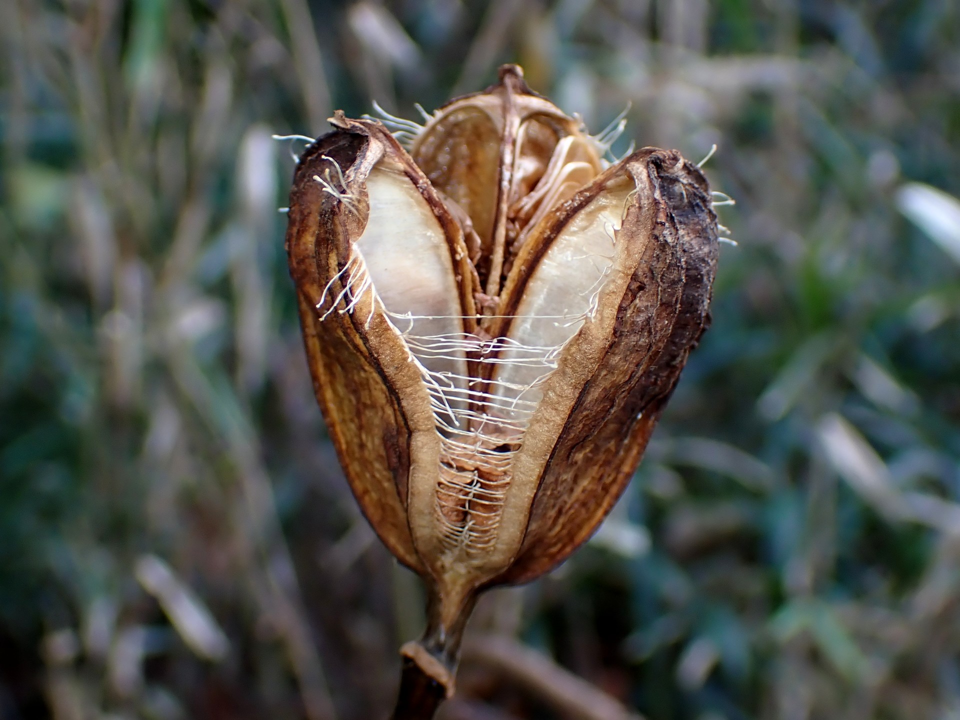 ウバユリ の高画質写真です。横浜市で、2025年1月17日に撮影したものです。