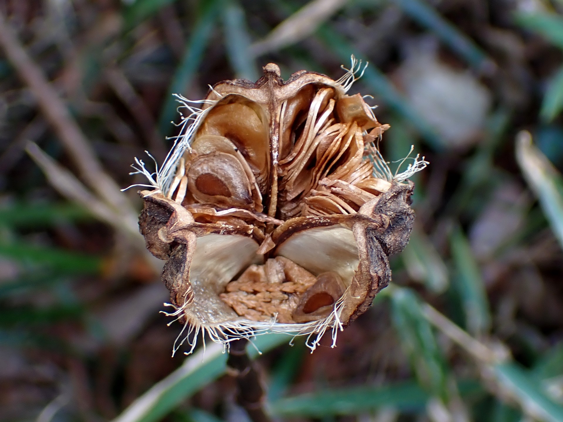 ウバユリ の高画質写真です。横浜市で、2025年1月17日に撮影したものです。