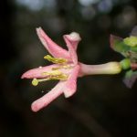 ウグイスカグラ の高画質写真です。横浜市で、2025年1月20日に撮影したものです。