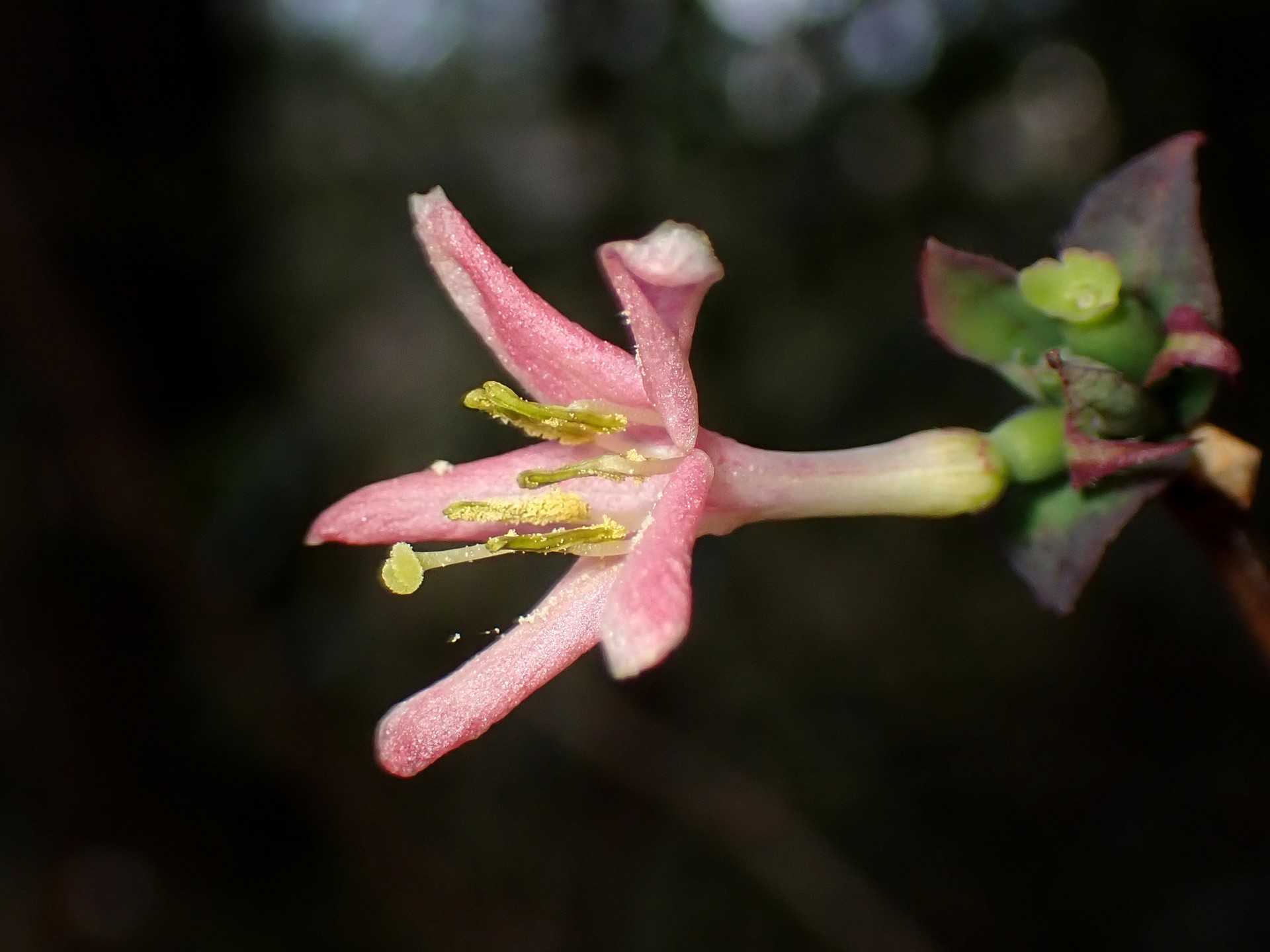 ウグイスカグラ の高画質写真です。横浜市で、2025年1月20日に撮影したものです。