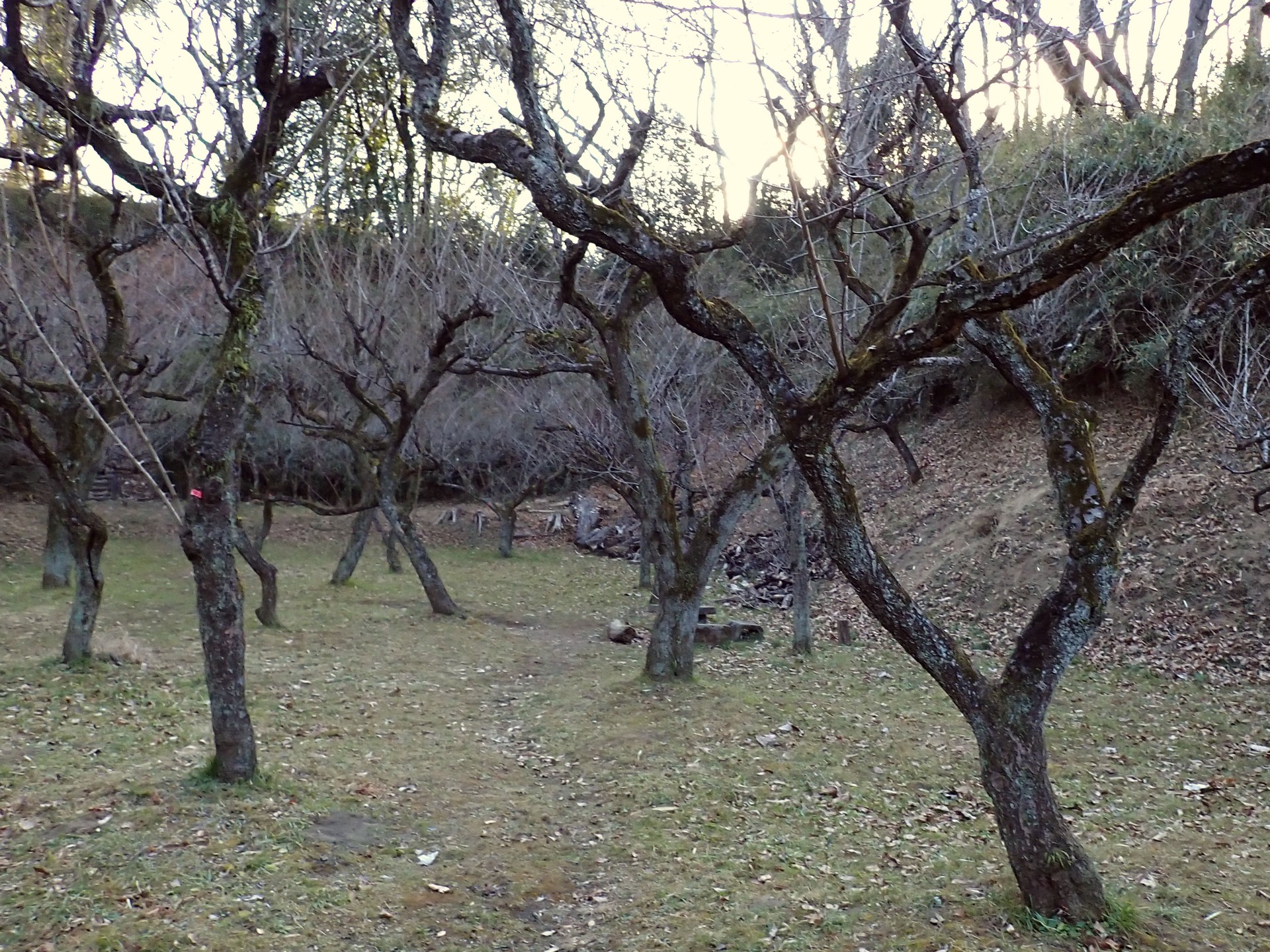 寺家ふるさと村 梅園 の高画質写真です。横浜市で、2025年1月28日に撮影したものです。