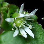 ウシハコベ の高画質写真です。横浜市で、2025年1月17日に撮影したものです。