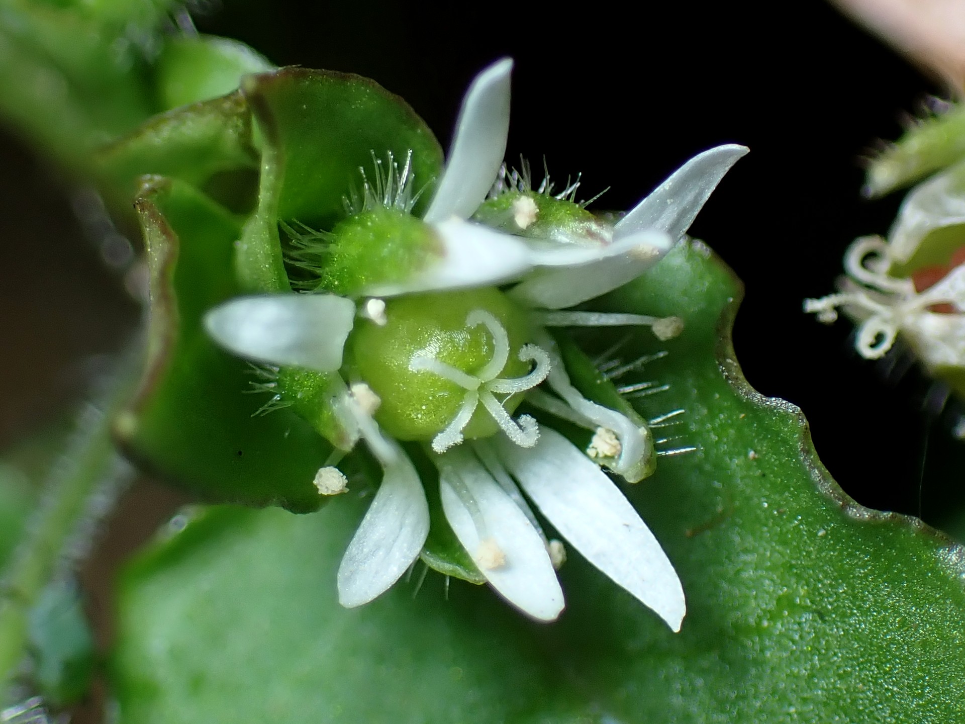 ウシハコベ の高画質写真です。横浜市で、2025年1月17日に撮影したものです。