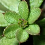 ヤエムグラ の高画質写真です。横浜市で、2025年1月11日に撮影したものです。