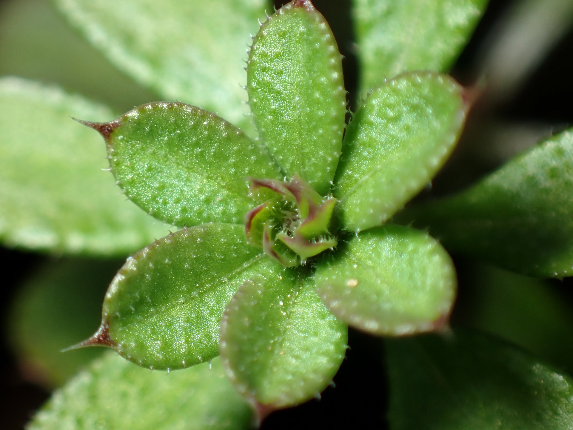 ヤエムグラ の高画質写真です。横浜市で、2025年1月11日に撮影したものです。