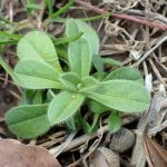 ヤエムグラ の高画質写真です。横浜市で、2025年1月15日に撮影したものです。