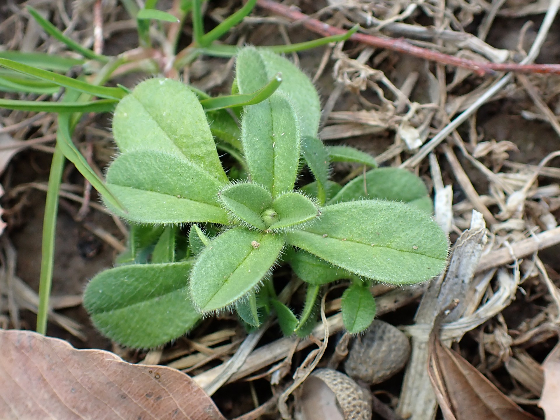ヤエムグラ の高画質写真です。横浜市で、2025年1月15日に撮影したものです。