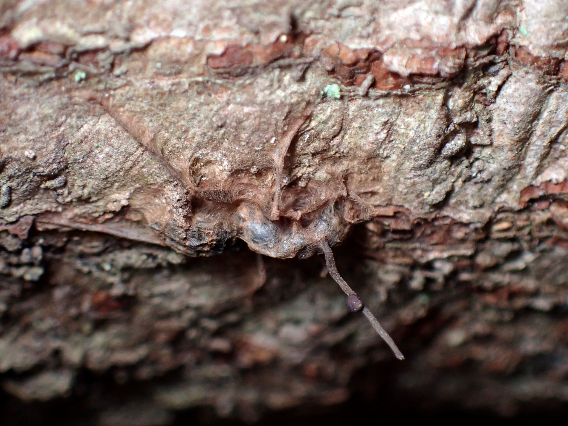 アリに寄生の冬虫夏草 の高画質写真です。横浜市で、2025年2月3日に撮影したものです。