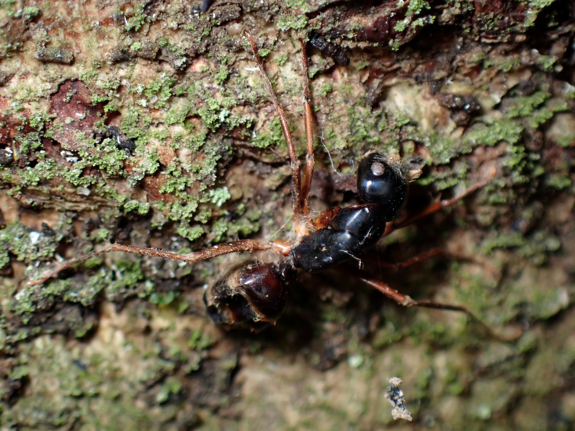アリに寄生の冬虫夏草 の高画質写真です。横浜市で、2025年2月3日に撮影したものです。