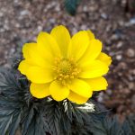 フクジュソウ の高画質写真です。横浜市で、2025年2月27日に撮影したものです