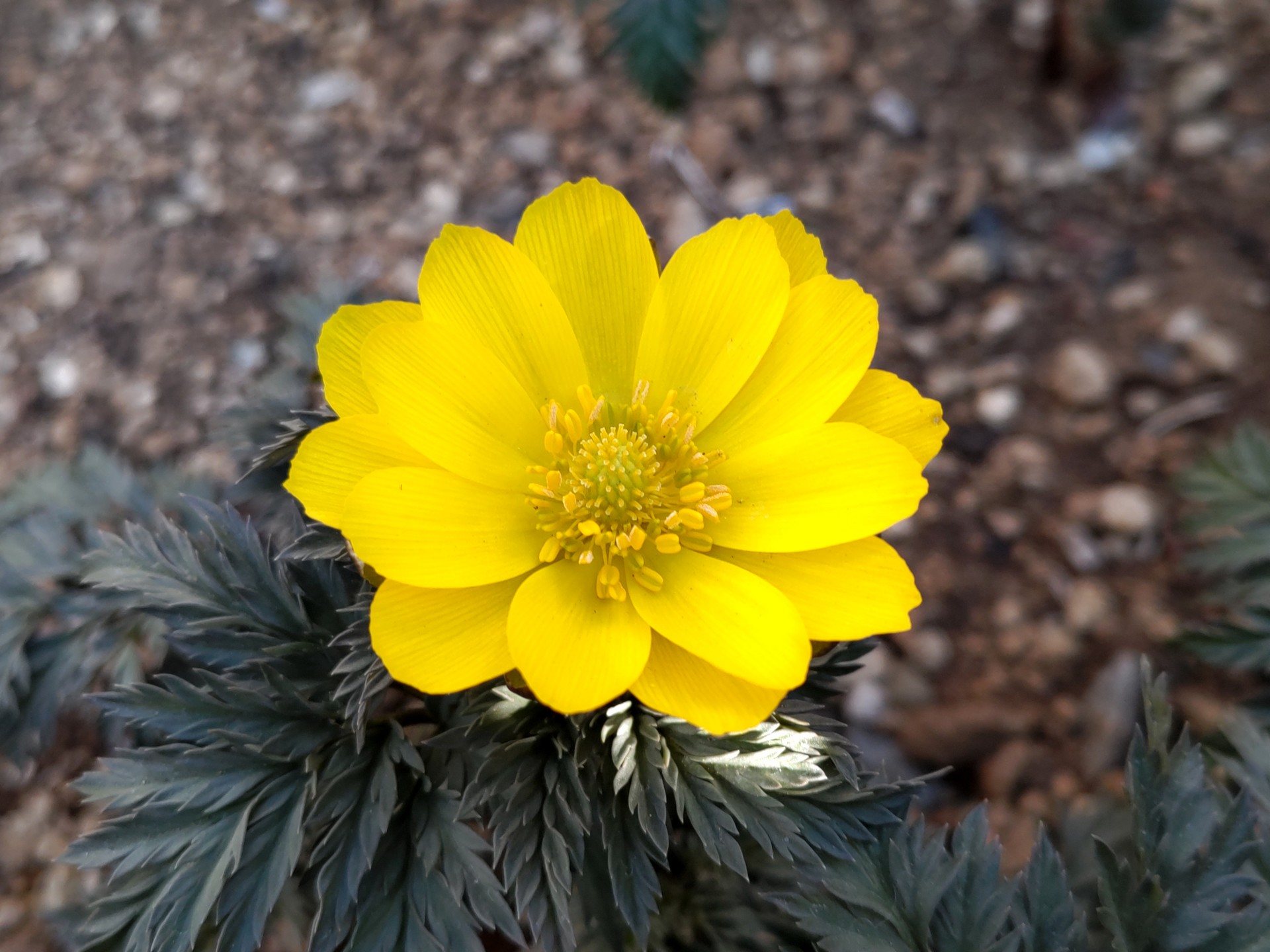 フクジュソウ の高画質写真です。横浜市で、2025年2月27日に撮影したものです