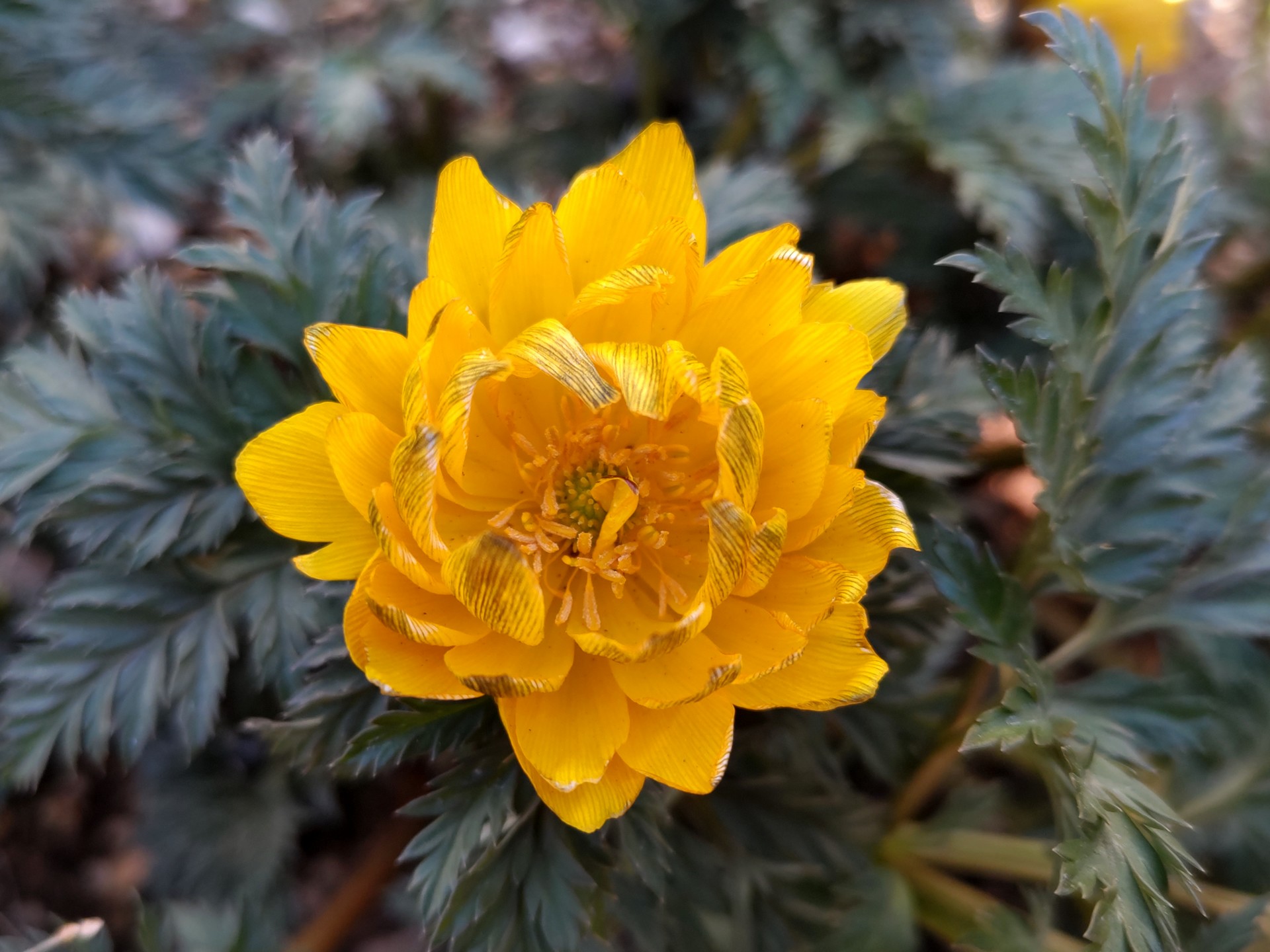 フクジュソウ の高画質写真です。横浜市で、2025年2月27日に撮影したものです。