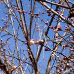 梅園の白梅 の高画質写真です。横浜市で、2025年2月5日に撮影したものです。