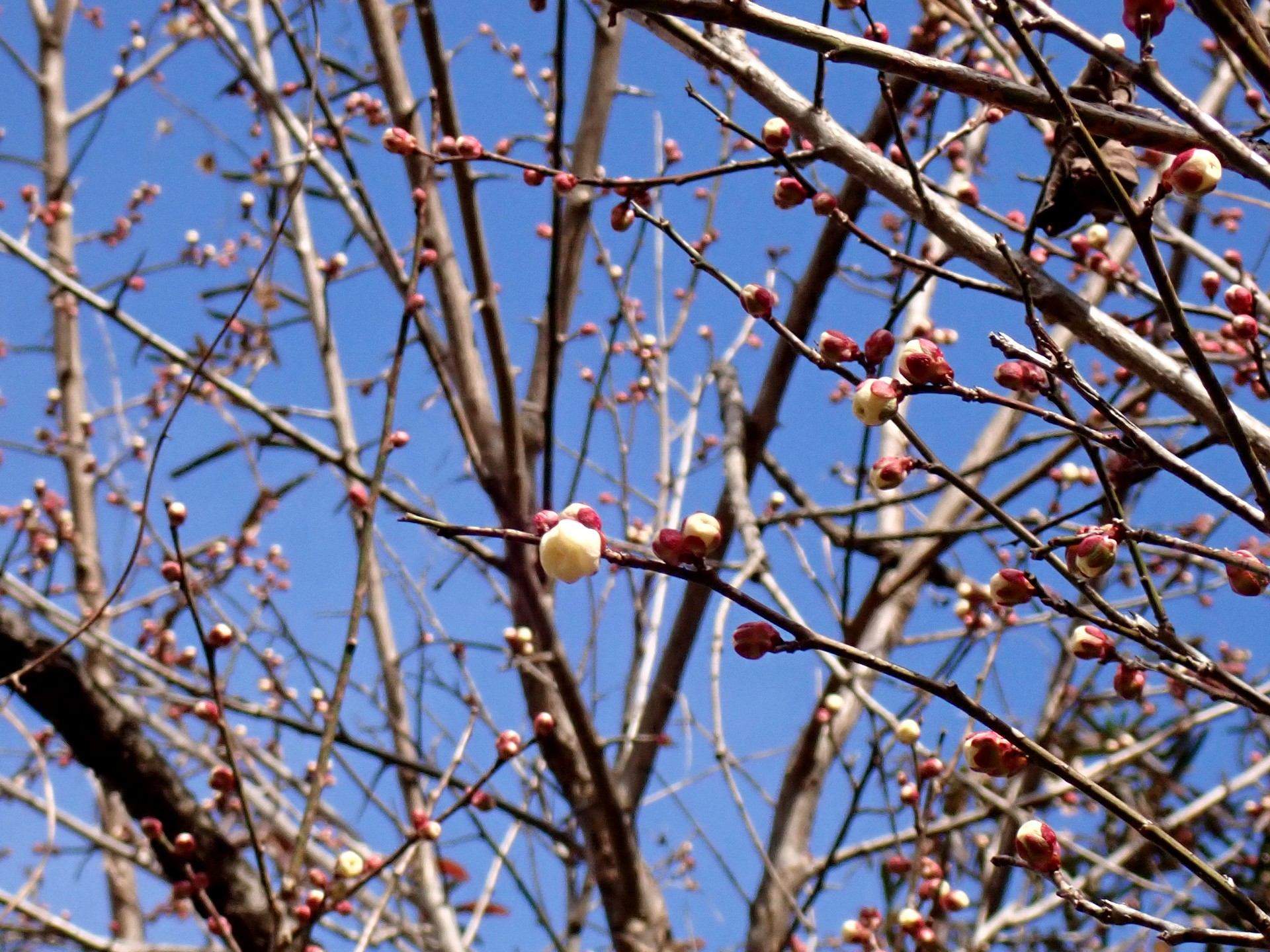 梅園の白梅 の高画質写真です。横浜市で、2025年2月5日に撮影したものです。