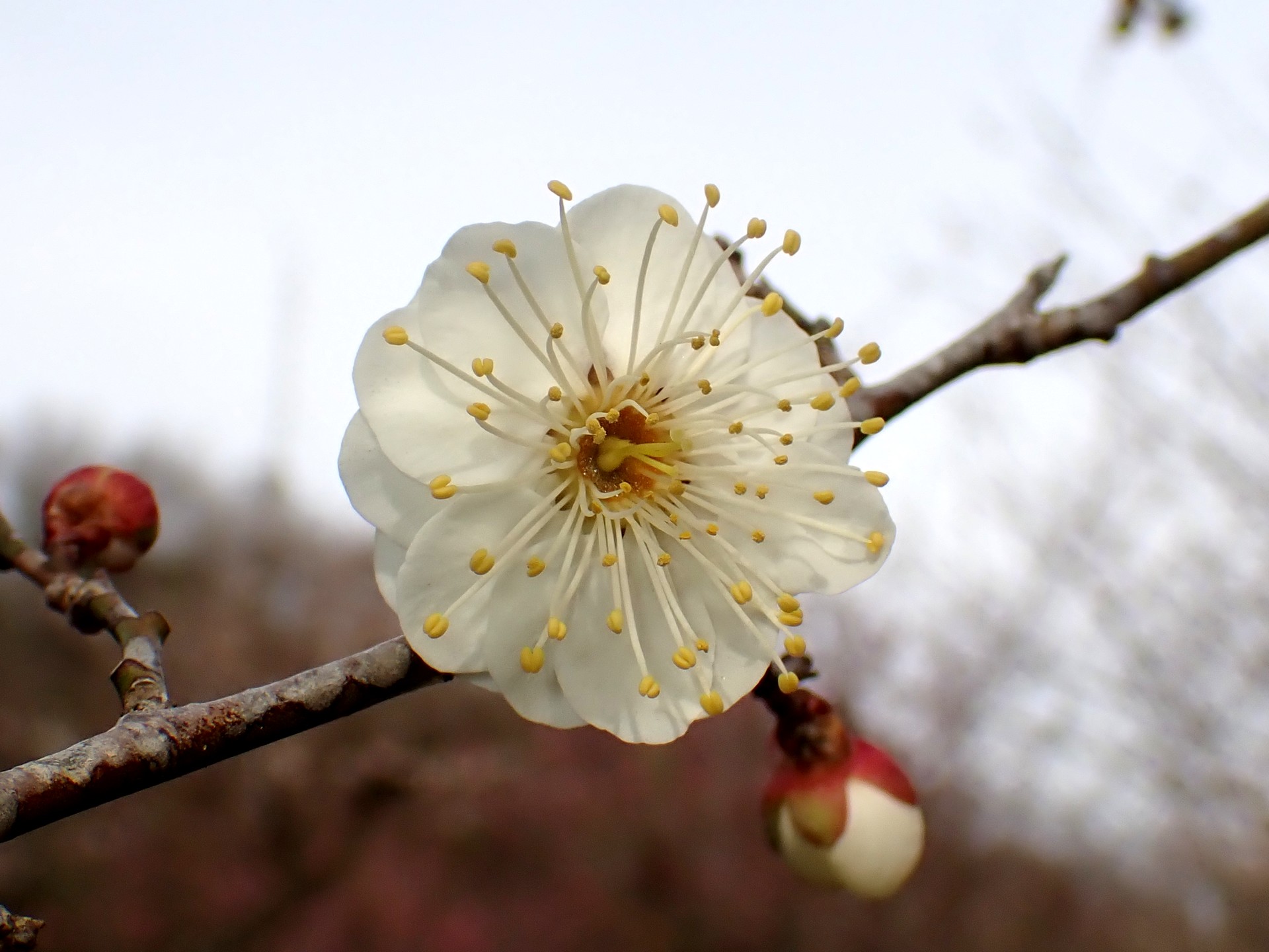 梅園の白梅 の高画質写真です。横浜市で、2025年2月16日に撮影したものです。