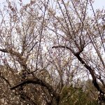 梅園の白梅 の高画質写真です。横浜市で、2025年2月16日に撮影したものです。