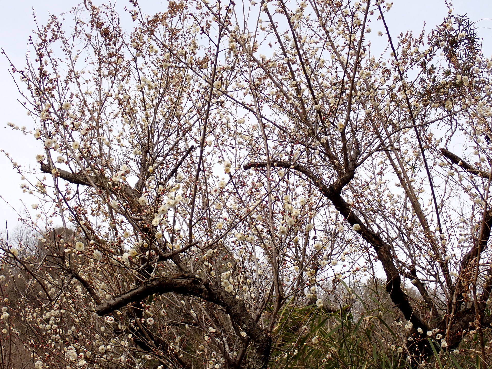 梅園の白梅 の高画質写真です。横浜市で、2025年2月16日に撮影したものです。