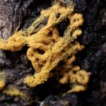 ヘビヌカホコリ の高画質写真です。横浜市で、2025年2月3日に撮影したものです。