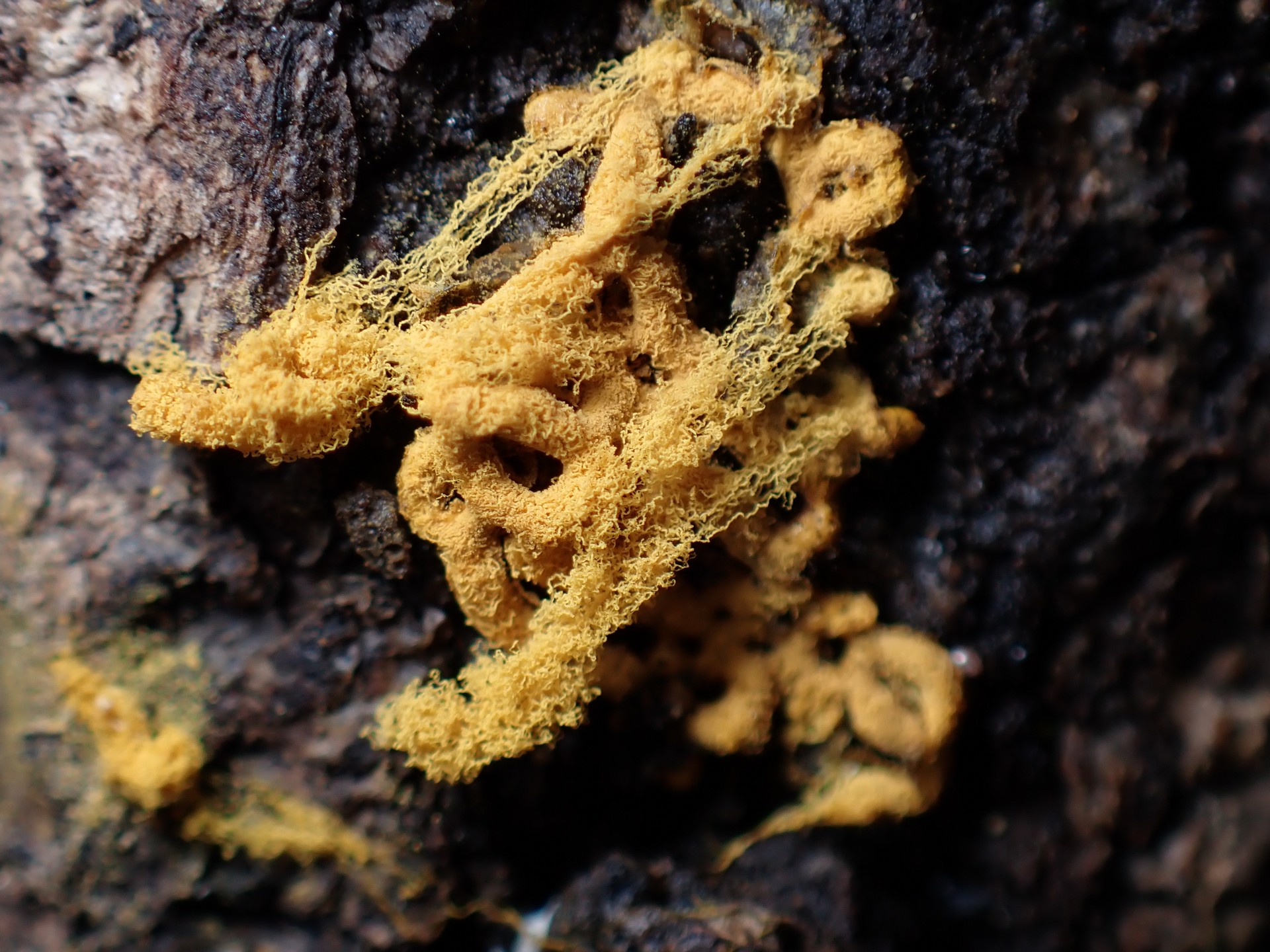 ヘビヌカホコリ の高画質写真です。横浜市で、2025年2月3日に撮影したものです。