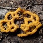 ヘビヌカホコリ の高画質写真です。横浜市で、2025年2月12日に撮影したものです。