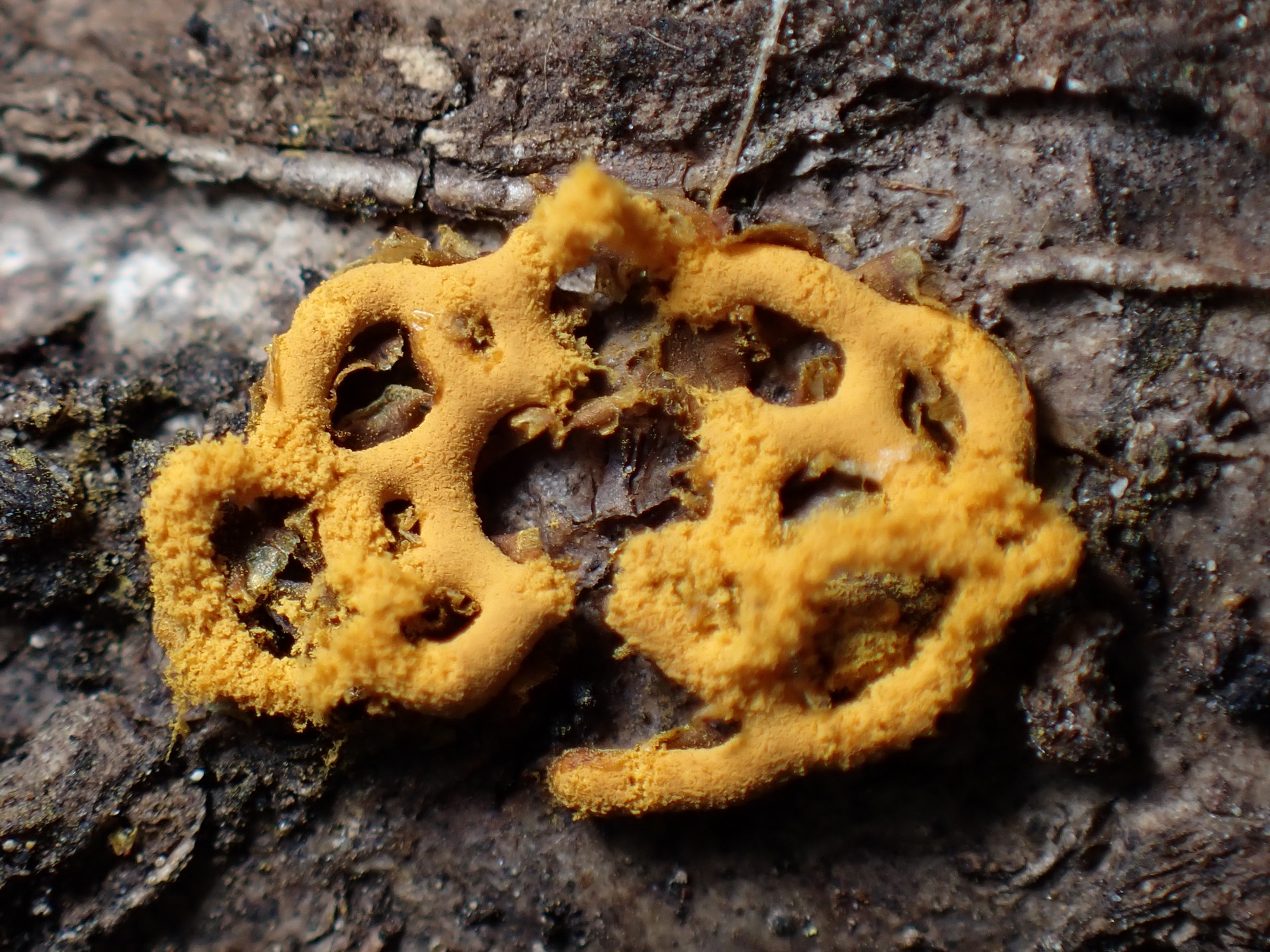 ヘビヌカホコリ の高画質写真です。横浜市で、2025年2月12日に撮影したものです。