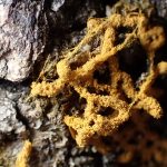 ヘビヌカホコリ の高画質写真です。横浜市で、2025年2月16日に撮影したものです。