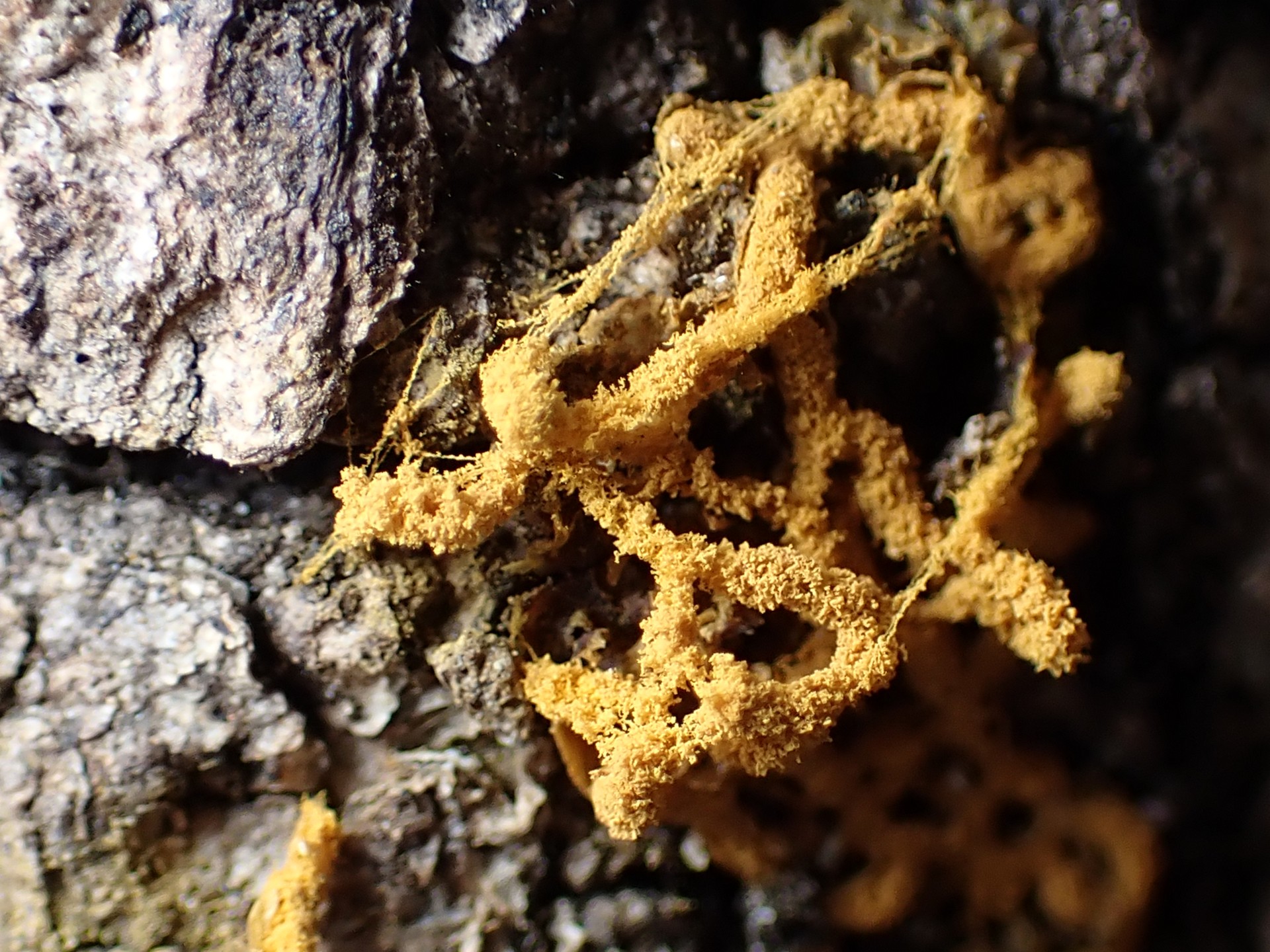 ヘビヌカホコリ の高画質写真です。横浜市で、2025年2月16日に撮影したものです。