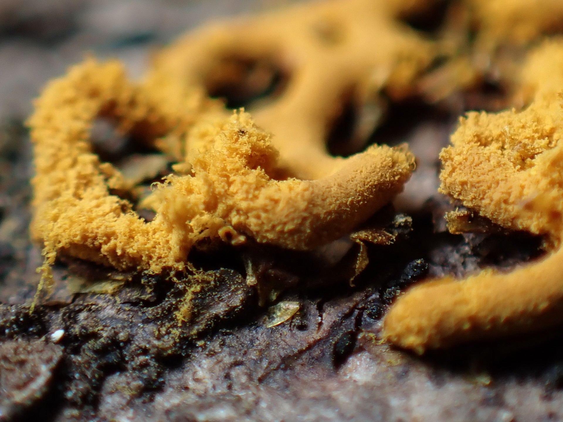 ヘビヌカホコリ の高画質写真です。横浜市で、2025年2月12日に撮影したものです。