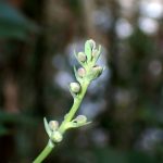 ヒイラギナンテン の高画質写真です。横浜市で、2025年2月3日に撮影したものです。