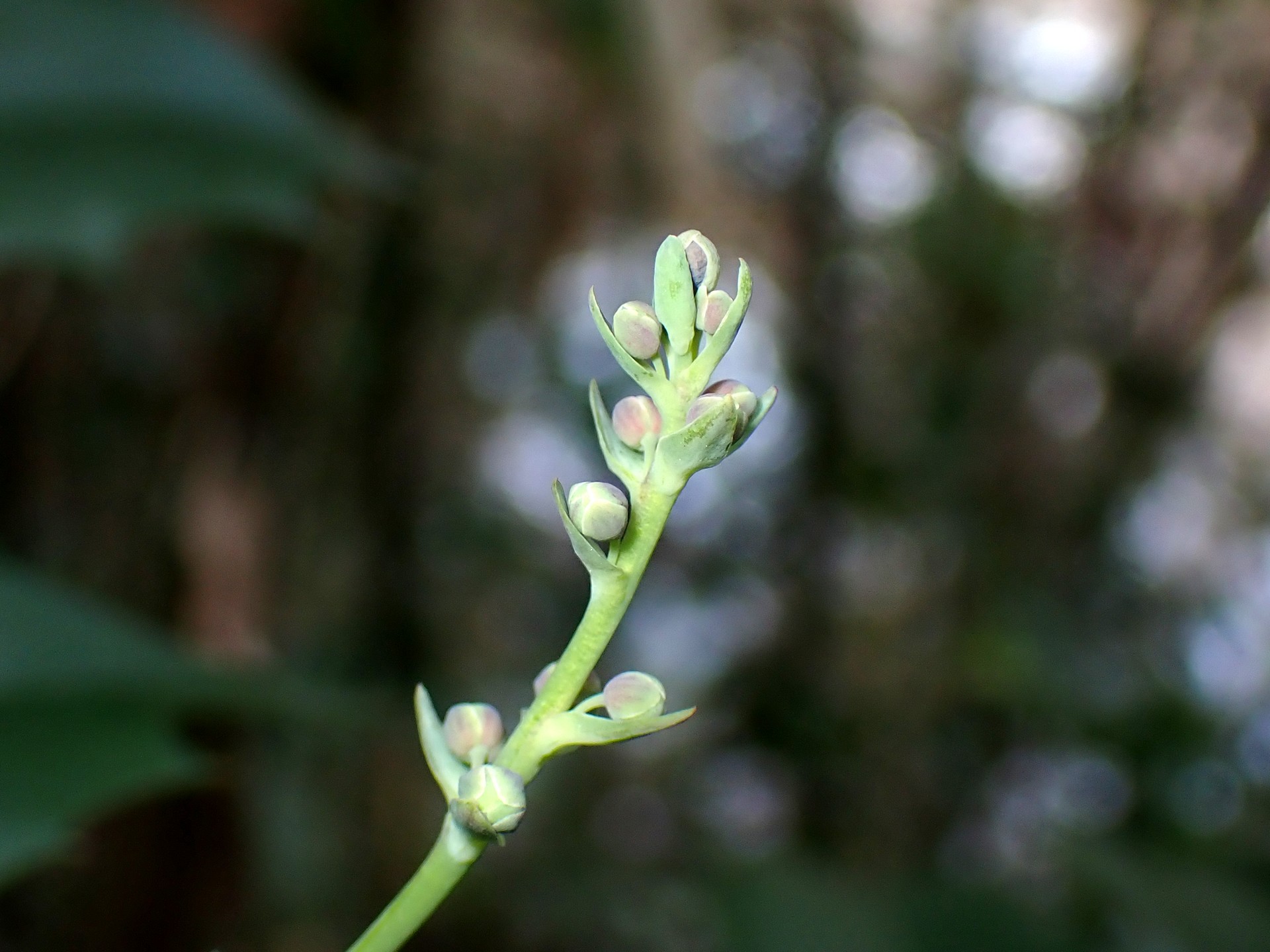 ヒイラギナンテン の高画質写真です。横浜市で、2025年2月3日に撮影したものです。