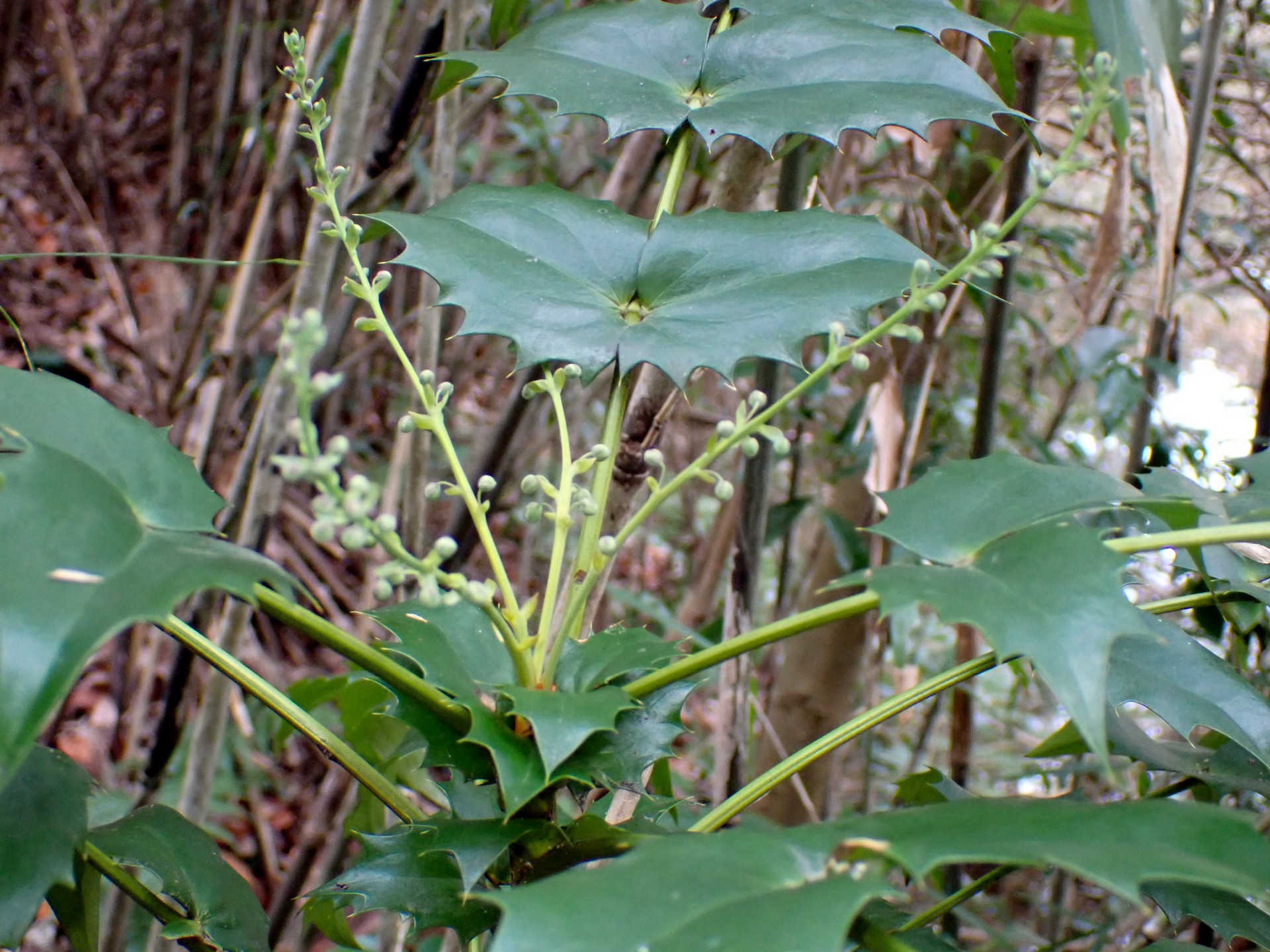 ヒイラギナンテン の高画質写真です。横浜市で、2025年2月3日に撮影したものです。