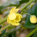 ヒラギナンテン の高画質写真です。横浜市で、2025年2月18日に撮影したものです。