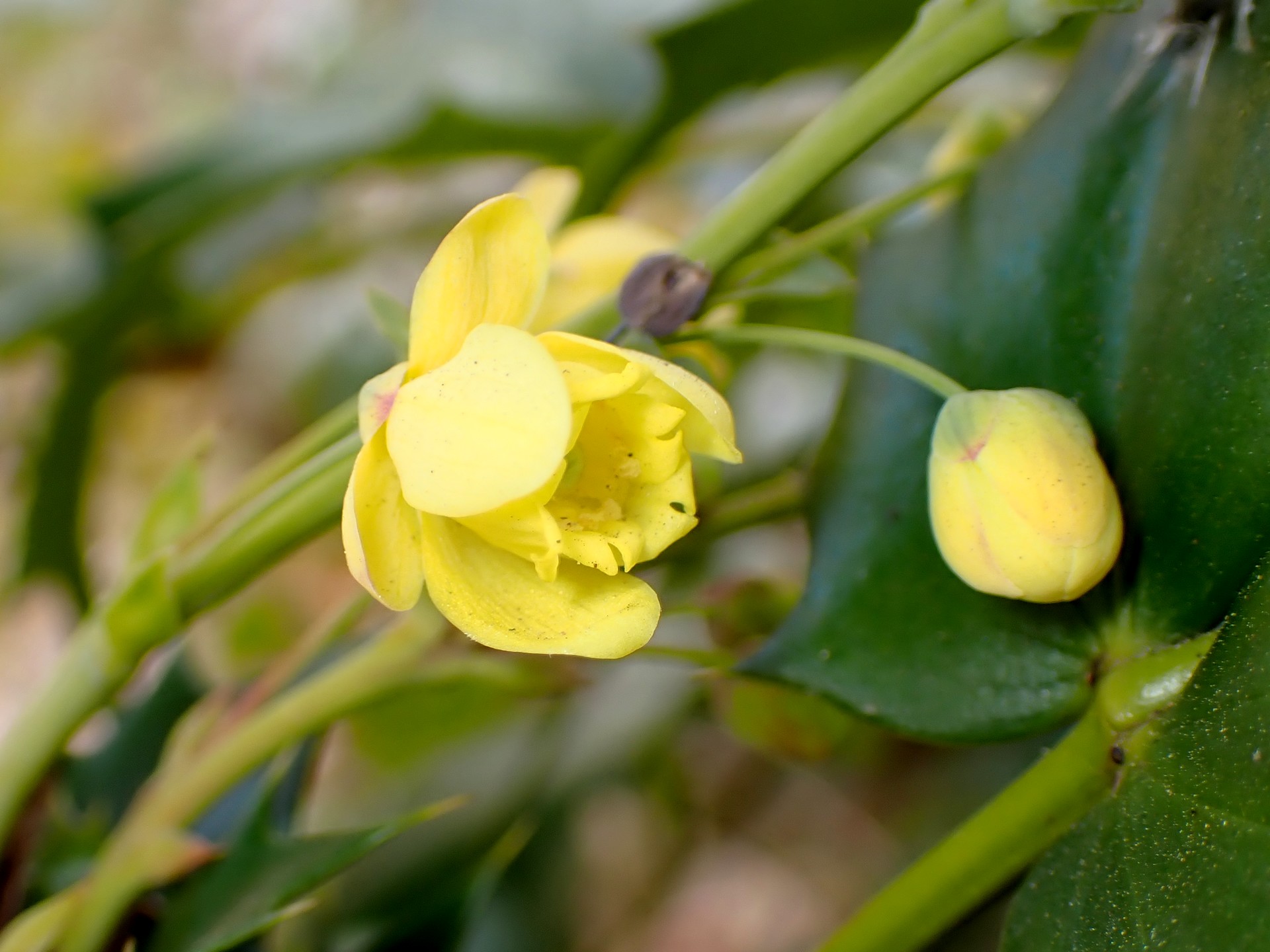 ヒラギナンテン の高画質写真です。横浜市で、2025年2月18日に撮影したものです。