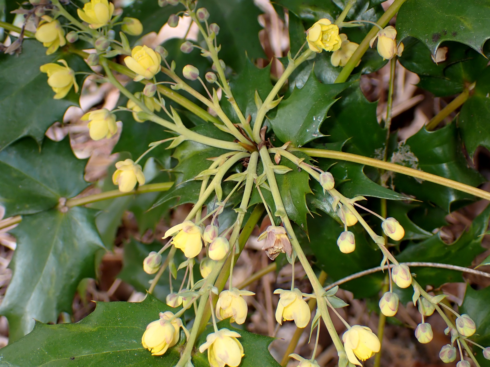 ヒラギナンテン の高画質写真です。横浜市で、2025年2月18日に撮影したものです。