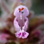 ヒメオドリコソウ の高画質写真です。横浜市で、2025年2月26日に撮影したものです。