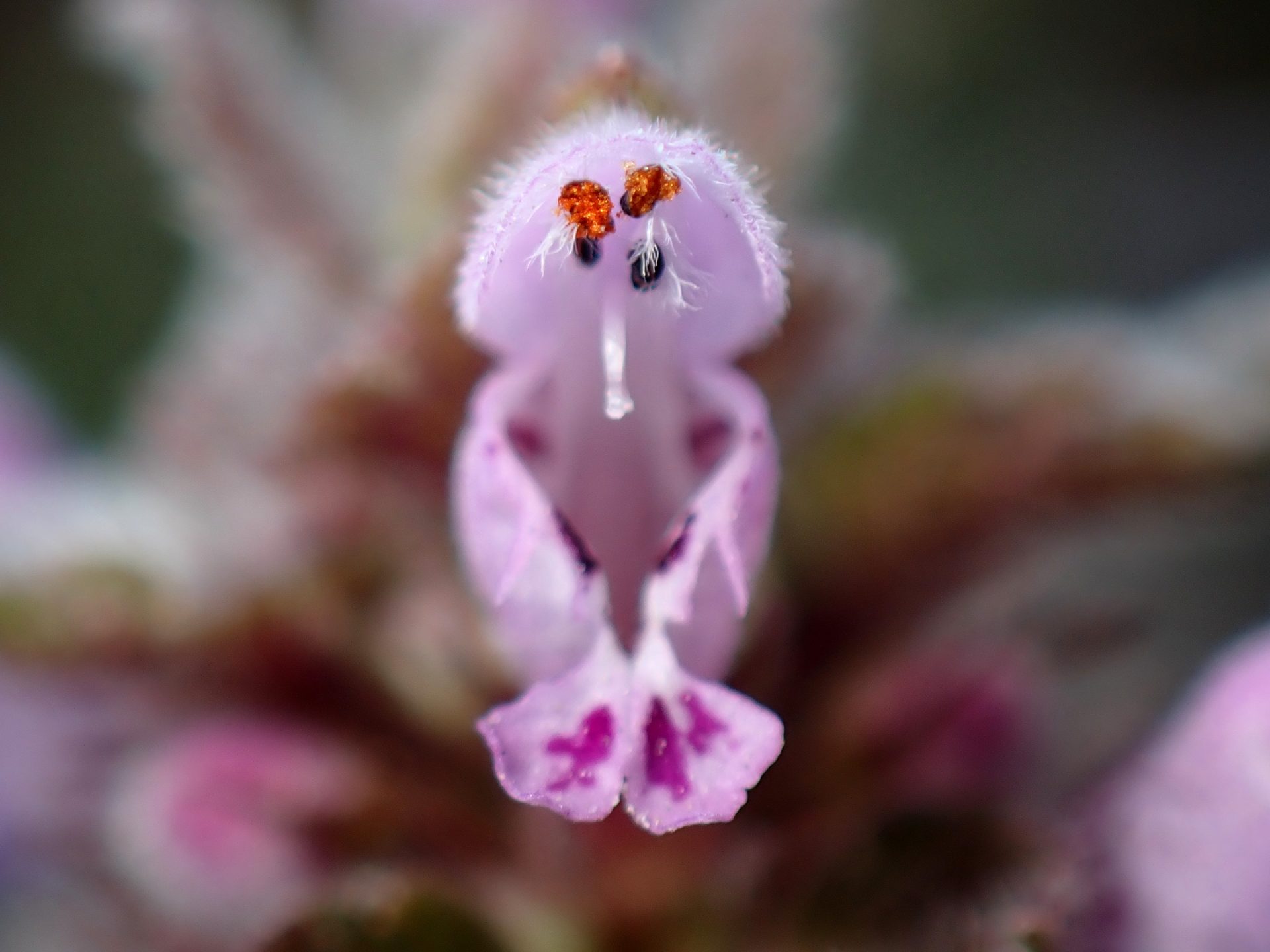 ヒメオドリコソウ の高画質写真です。横浜市で、2025年2月26日に撮影したものです。