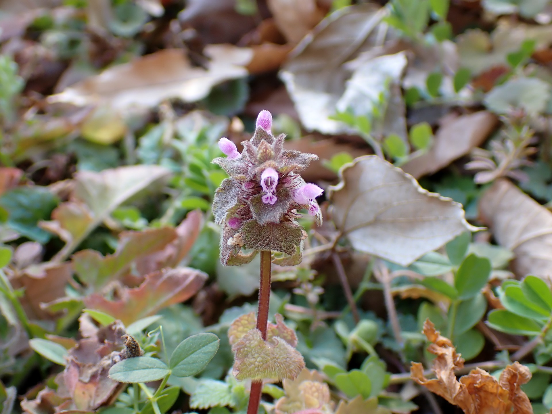 ヒメオドリコソウ の高画質写真です。横浜市で、2025年2月26日に撮影したものです。