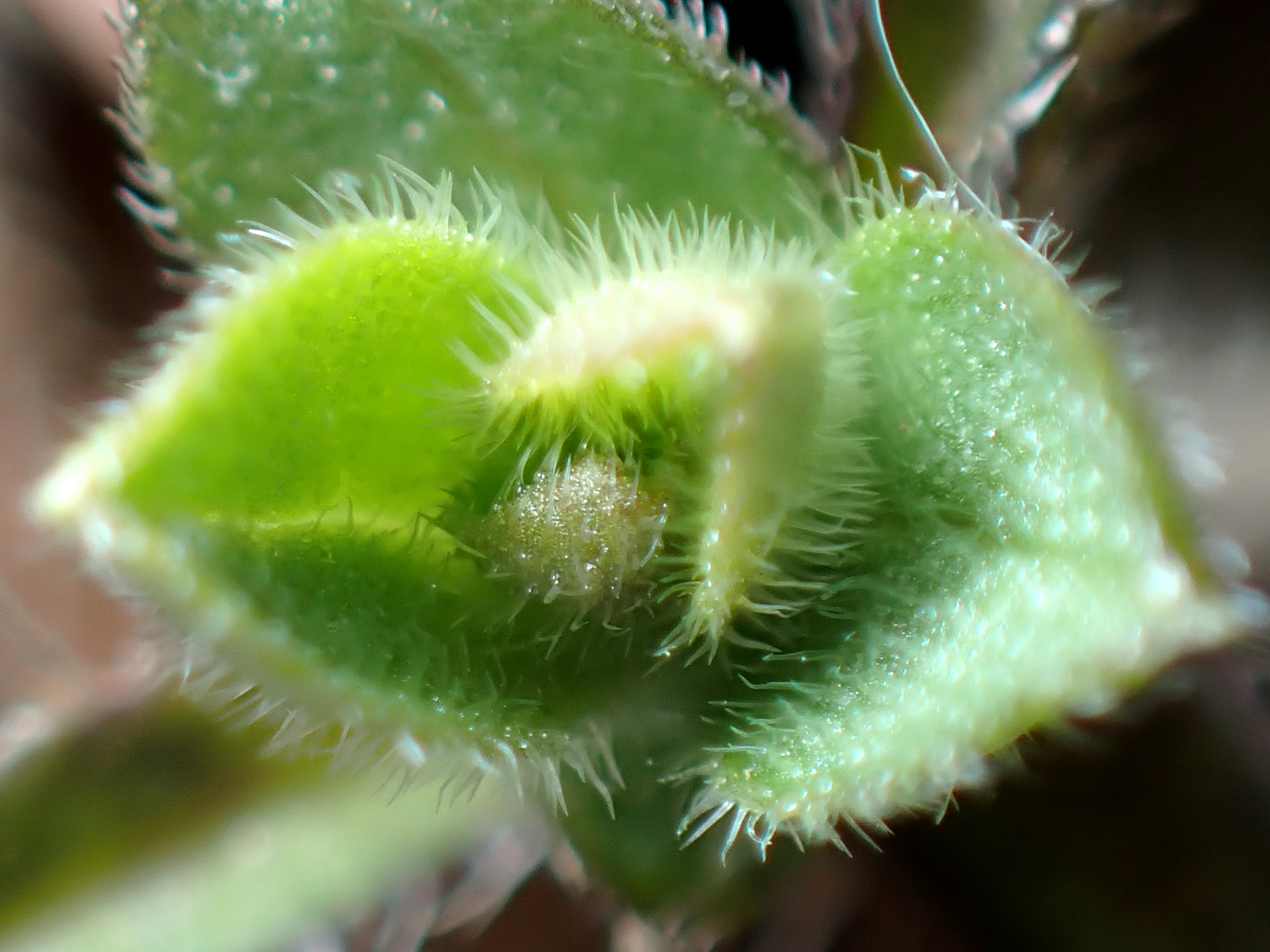 ホタルカズラ の高画質写真です。横浜市で、2025年2月25日に撮影したものです。