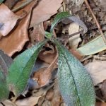 ホタルカズラ の高画質写真です。横浜市で、2025年2月25日に撮影したものです。