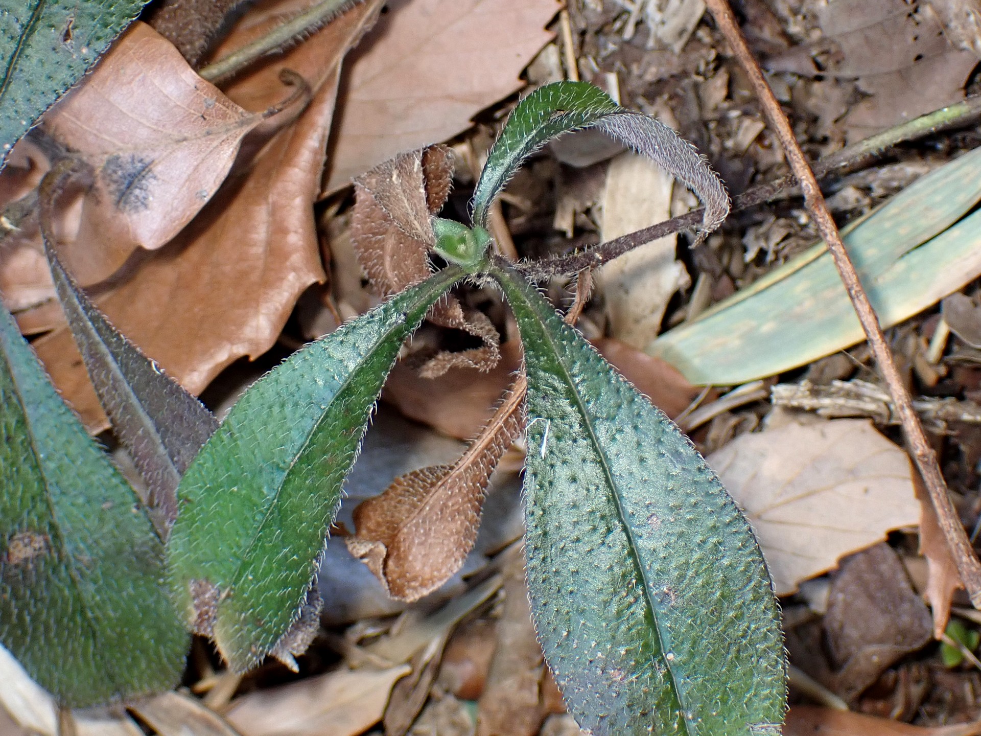 ホタルカズラ の高画質写真です。横浜市で、2025年2月25日に撮影したものです。